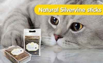 10 Matatabi Katzenminze Dick Sticks Kauhölzer Zahnpflege 120mm Katze Silvervine